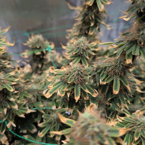 Mazar growlog photo: Mid week 7