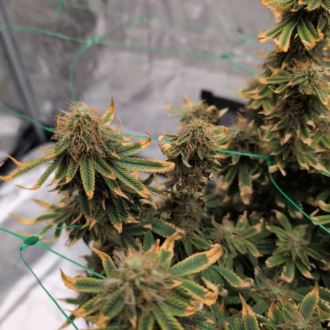 Mazar growlog photo: Mid week 7