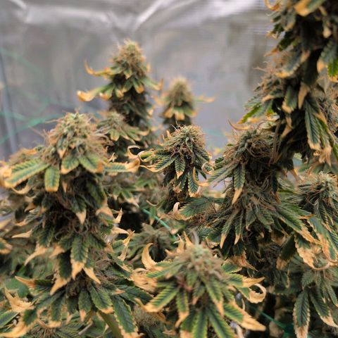 Mazar growlog photo: Mid week 7