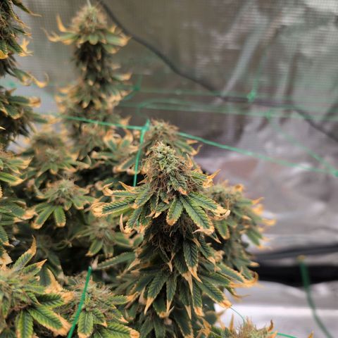 Mazar growlog photo: Beg week 8