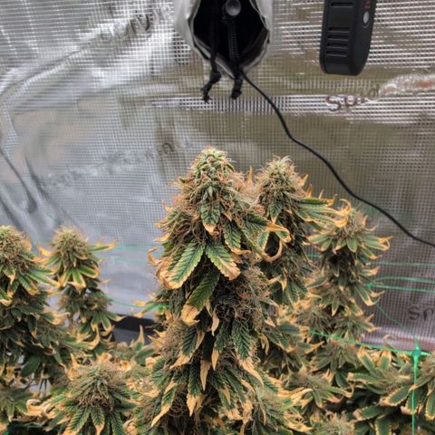 Mazar growlog photo: Beg week 8