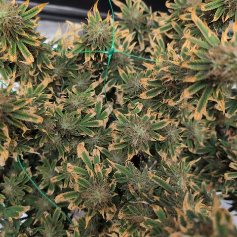 Mazar growlog photo: Beg week 8