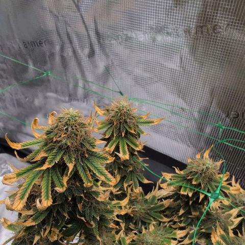 Mazar growlog photo: Beg week 8