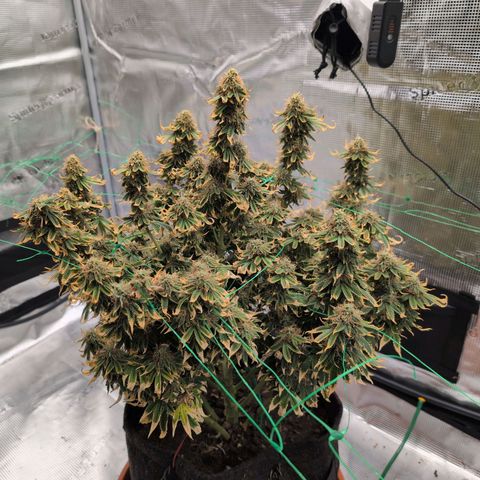 Mazar growlog photo: Beg week 8
