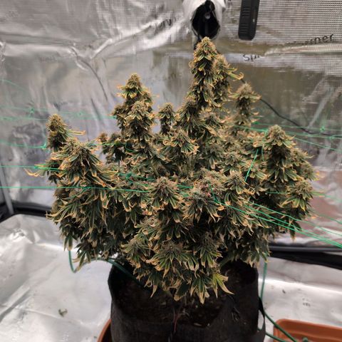 Mazar growlog photo: Beg week 8