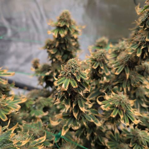Mazar growlog photo: Beg week 8