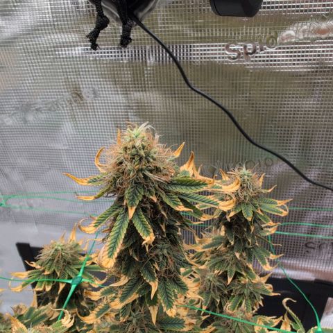 Mazar growlog photo: Beg week 8