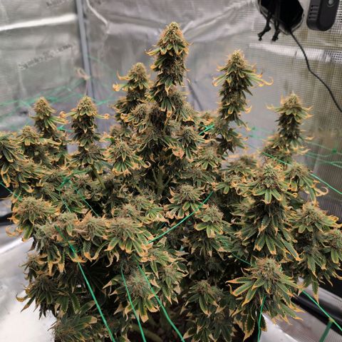 Mazar growlog photo: Beg week 8