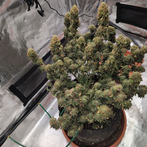 Mazar growlog photo: Mid week 8 