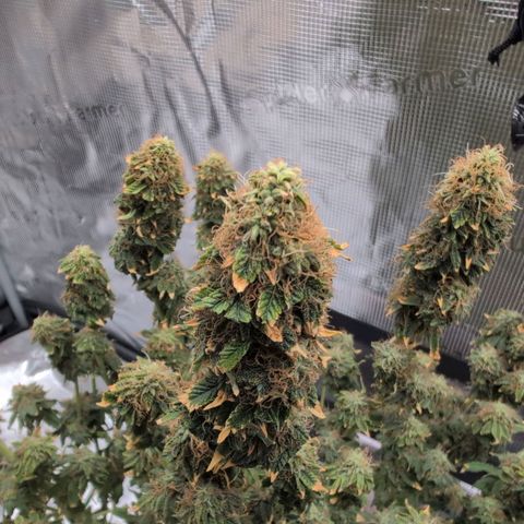 Mazar growlog photo: Mid week 8 