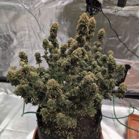 Mazar growlog photo: Mid week 8 