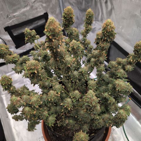 Mazar growlog photo: Mid week 8 