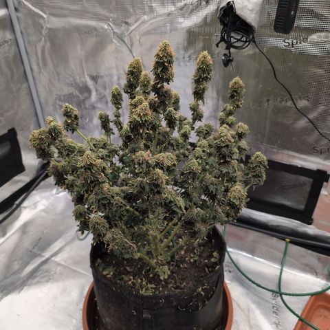 Mazar growlog photo: Mid week 8 