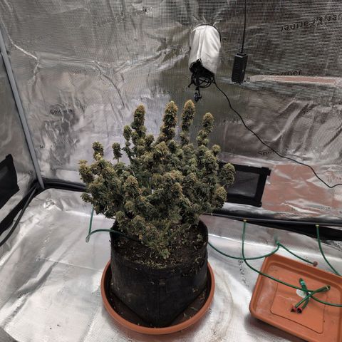 Mazar growlog photo: Mid week 8 