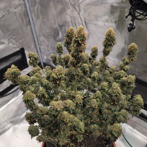 Mazar growlog timeline photo