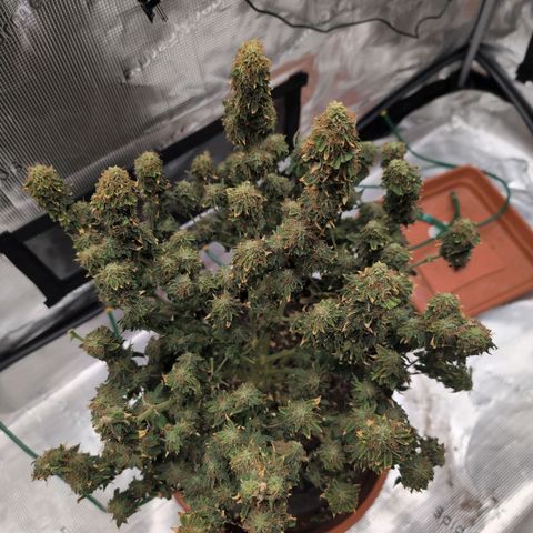 Mazar growlog timeline photo