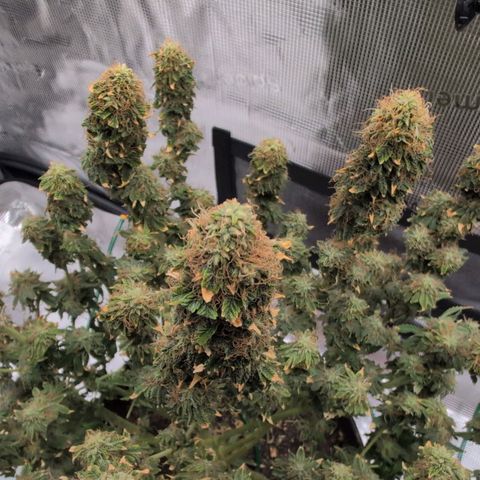 Mazar growlog photo: Mid week 8