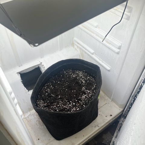 Sweet growlog photo: Проросло за 36 годин 