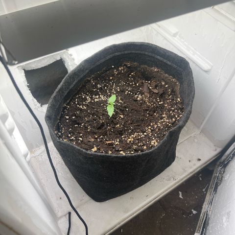 Sweet growlog timeline photo