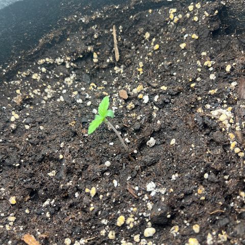 Sweet growlog timeline photo