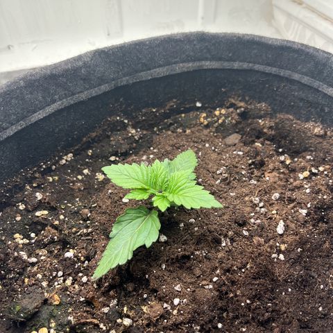 Sweet growlog timeline photo
