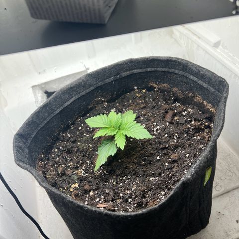 Sweet growlog timeline photo