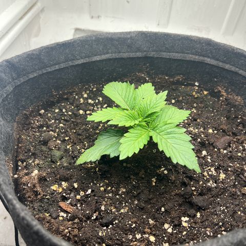 Sweet growlog timeline photo