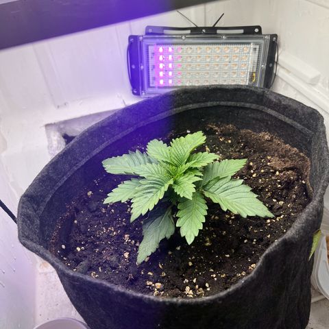 Sweet growlog timeline photo
