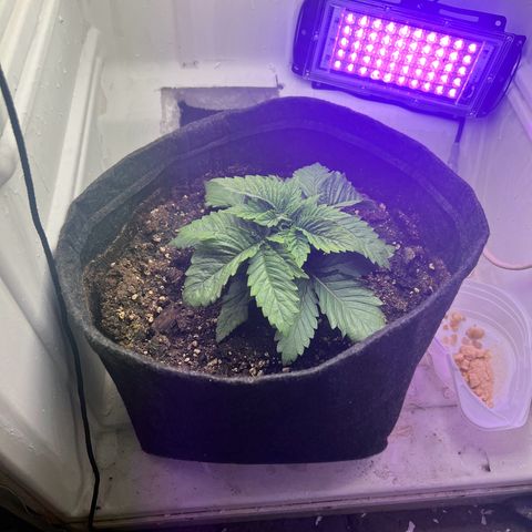 Sweet growlog timeline photo