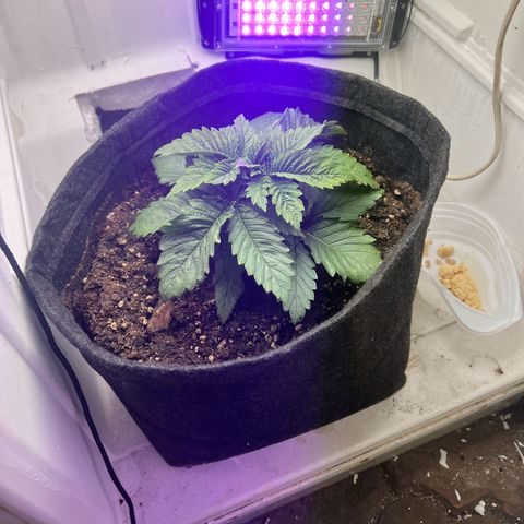 Sweet growlog timeline photo