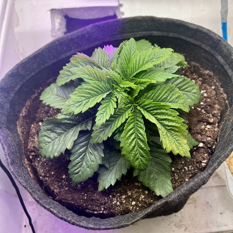 Sweet growlog timeline photo