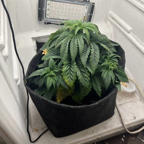 Sweet growlog timeline photo