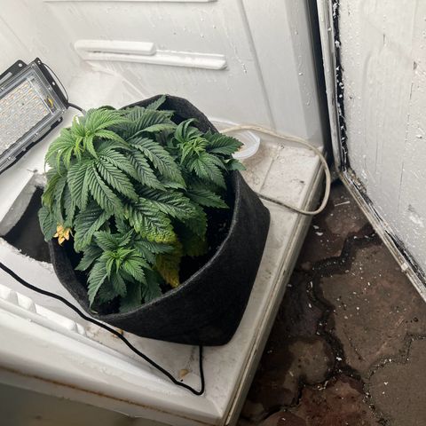 Sweet growlog timeline photo