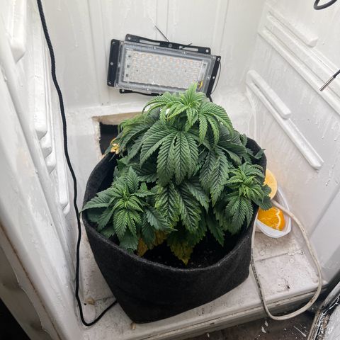 Sweet growlog timeline photo