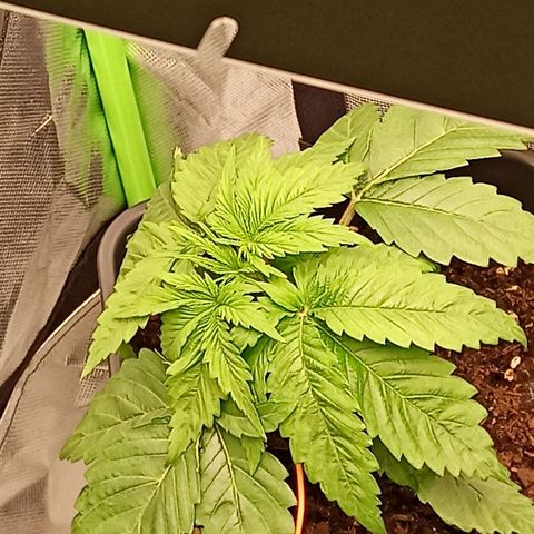 Skunk#1 growlog timeline photo