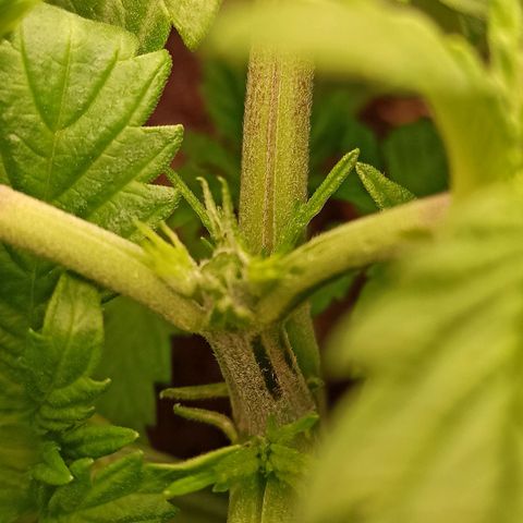 Skunk#1 growlog timeline photo