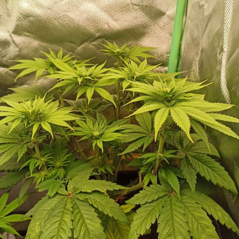 Skunk#1 growlog timeline photo