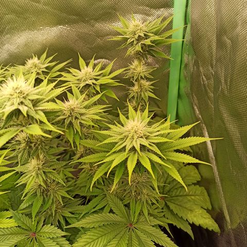 Skunk#1 growlog timeline photo