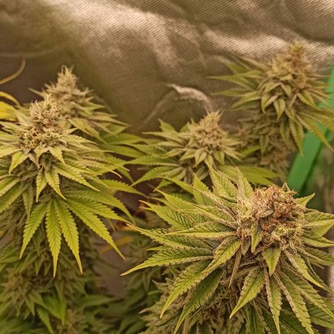 Skunk#1 growlog timeline photo
