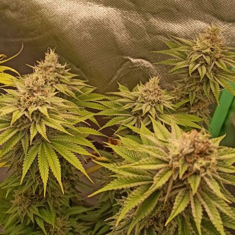 Skunk#1 growlog timeline photo