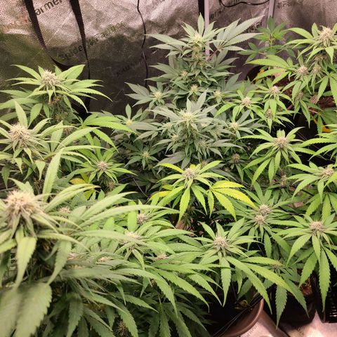 Aki  Bloom growlog timeline photo