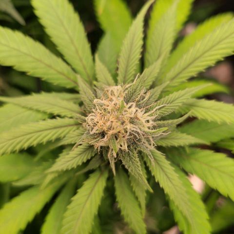 Aki  Bloom growlog timeline photo
