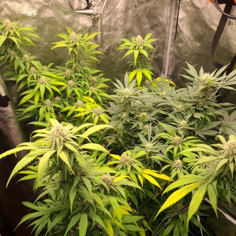 Aki  Bloom growlog timeline photo
