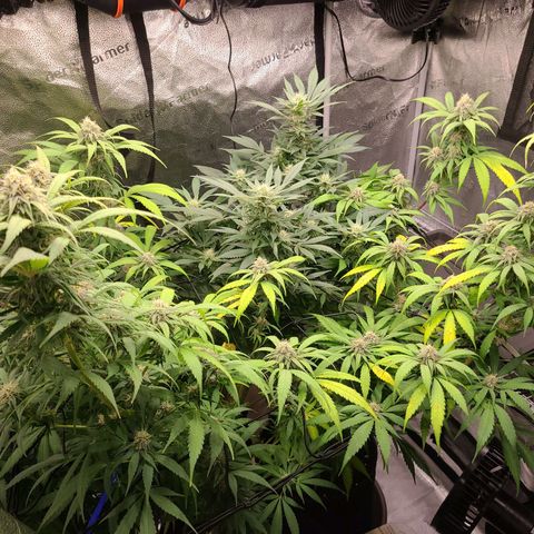 Aki  Bloom growlog timeline photo