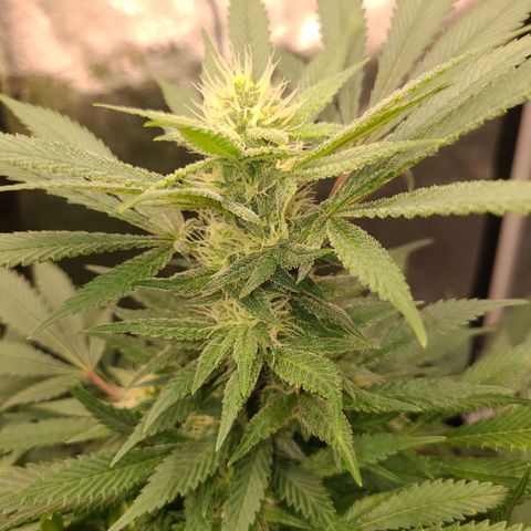 Aki  Bloom growlog timeline photo