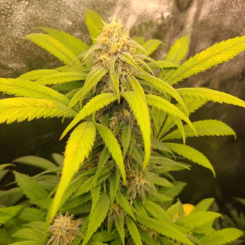 Aki  Bloom growlog timeline photo