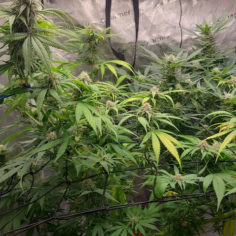 Aki  Bloom growlog timeline photo