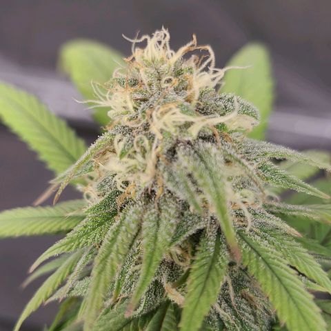 Aki  Bloom growlog timeline photo