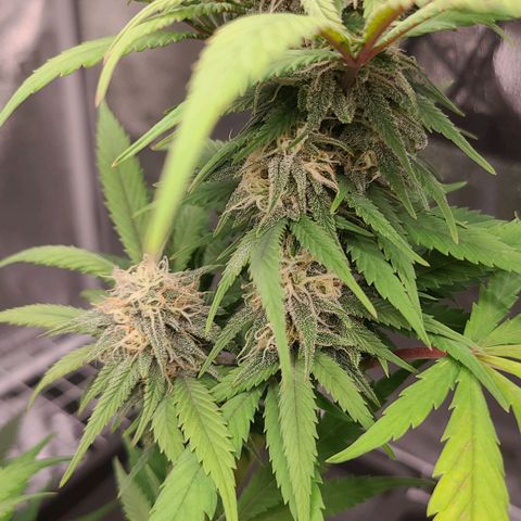Aki  Bloom growlog timeline photo