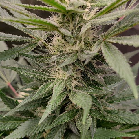 Aki  Bloom growlog timeline photo